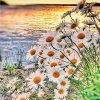 Daisy Field on Lakeside - Flowers Painting By Numbers