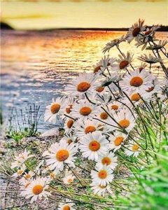 Daisy Field on Lakeside - Flowers Painting By Numbers