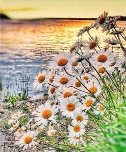 Daisy Field on Lakeside - Flowers Painting By Numbers