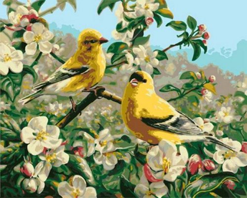 Goldfinch Bird paint by numbers