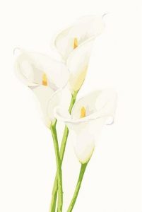 Calla Lily -  Flowers Painting By Numbers