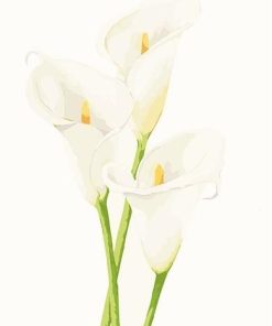Calla Lily -  Flowers Painting By Numbers