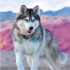Siberian Dog Husky - Animals Painting By Numbers