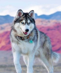 Siberian Dog Husky - Animals Painting By Numbers