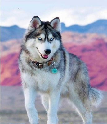 Siberian Dog Husky - Animals Painting By Numbers