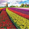 Tulip Growers  - Landscape Painting By Numbers