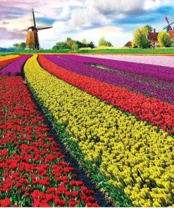 Tulip Growers  - Landscape Painting By Numbers