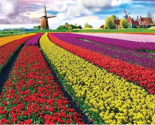 Tulip Growers  - Landscape Painting By Numbers
