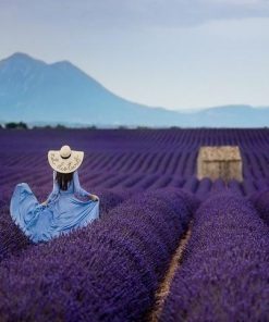Woman in Lavender Field  - People Painting By Numbers