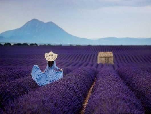 Woman in Lavender Field  - People Painting By Numbers