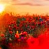 Poppy Field paint by numbers