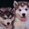 Puppies Of Husky paint by numbers