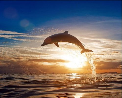 Sunset Dolphin Paint By Numbers