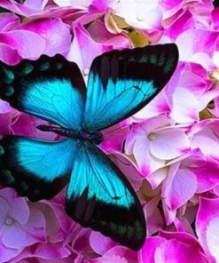 Blue Butterfly On Roses Paint By Numbers