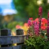 Lupine - Flowers Painting By Numbers