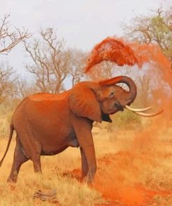 African Elephant Paint By Numbers