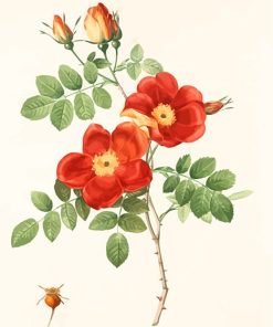 Austrian Briar Vintage Rose Paint By Numbers