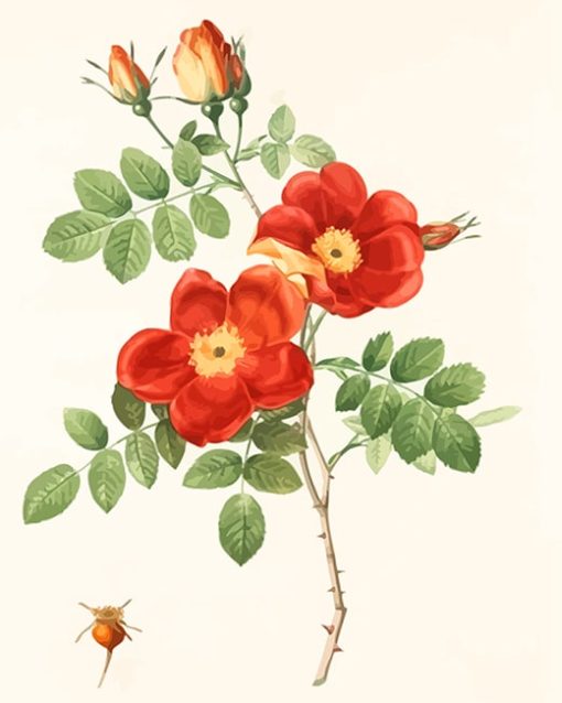 Austrian Briar Vintage Rose Paint By Numbers