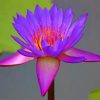 Beautiful Purple Lotus Paint By Numbers