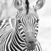 Black And White Zebra Paint By Numbers