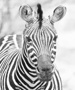 Black And White Zebra Paint By Numbers