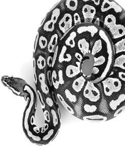 Black And White Royal Python Paint By Numbers