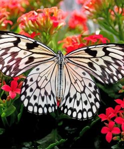 Black And White Butterfly Paint By Numbers