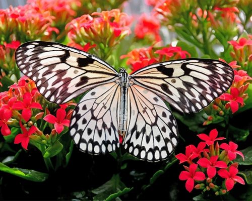 Black And White Butterfly Paint By Numbers