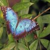 Blue Butterfly Paint By Numbers