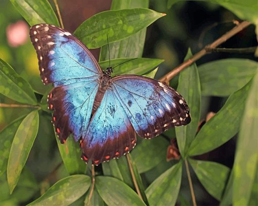 Blue Butterfly Paint By Numbers