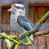 Blue Winged Kookaburra Paint By Numbers