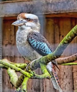 Blue Winged Kookaburra Paint By Numbers