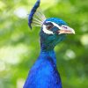 Blue Peacock Portrait Paint By Numbers