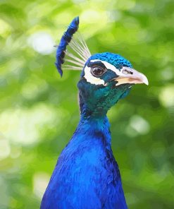 Blue Peacock Portrait Paint By Numbers