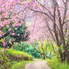 Cherry Blossom Trees Paint By Numbers