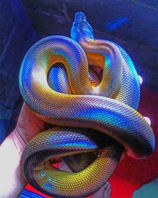 Colorful Albertis Python Paint By Numbers