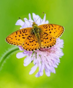 Copper Butterfly Paint By Numbers