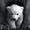 Cute Little White Bear Paint By Numbers