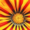 Gazania Yellow Flower Paint By Numbers