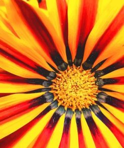 Gazania Yellow Flower Paint By Numbers