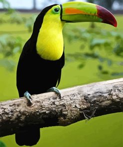 Loro Tucan Paint By Numbers