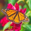 Monarch Butterfly Paint By Numbers