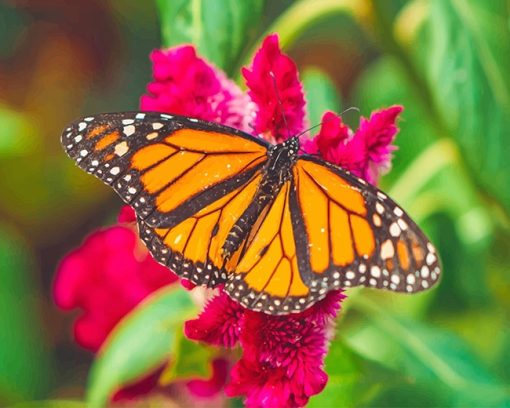 Monarch Butterfly Paint By Numbers