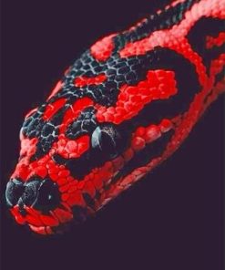 Red And Black Python Paint By Numbers