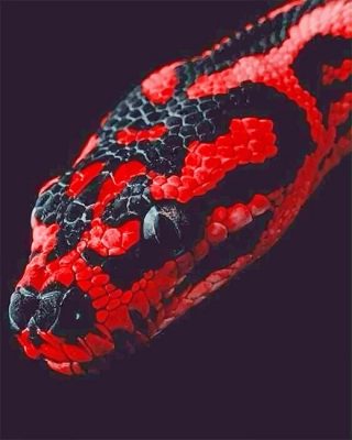 Red And Black Python Paint By Numbers