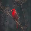 Red Cardinal Bird Paint By Numbers