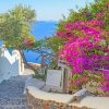 Santorini Greece Pink Flowers Paint By Numbers