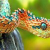 Spiny Bush Snake Paint By Numbers