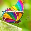 Beautiful Rainbow Butterfly Paint By Numbers