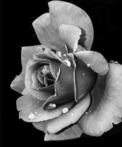 Black And White Rose Paint By Numbers